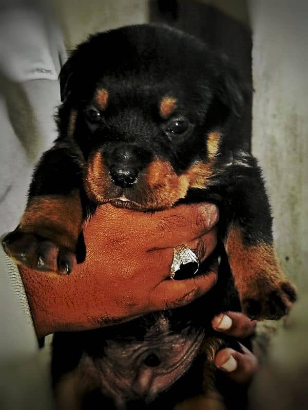 Rottweiler available for new home 2