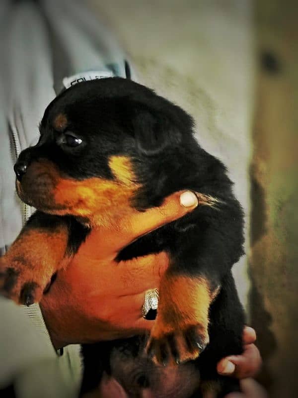 Rottweiler available for new home 3