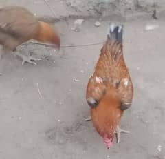 urgent for sell pair ha hen ka