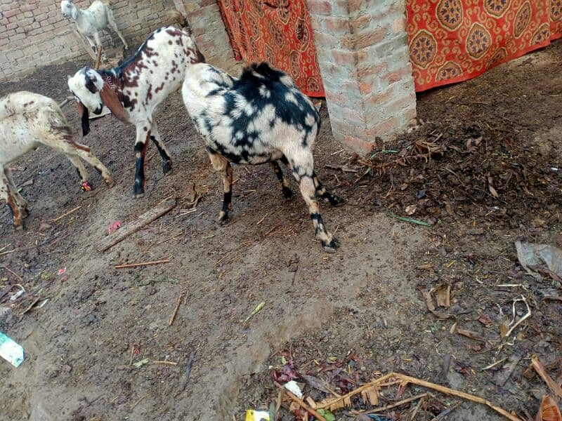 qurbani k liye bakry 2