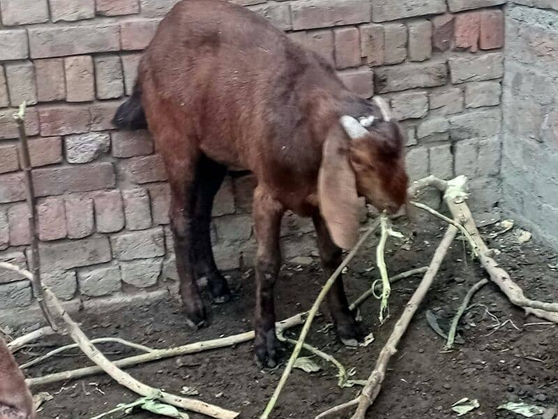 qurbani k liye bakry 5