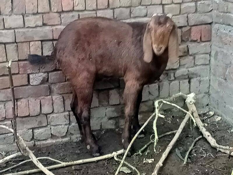 qurbani k liye bakry 6