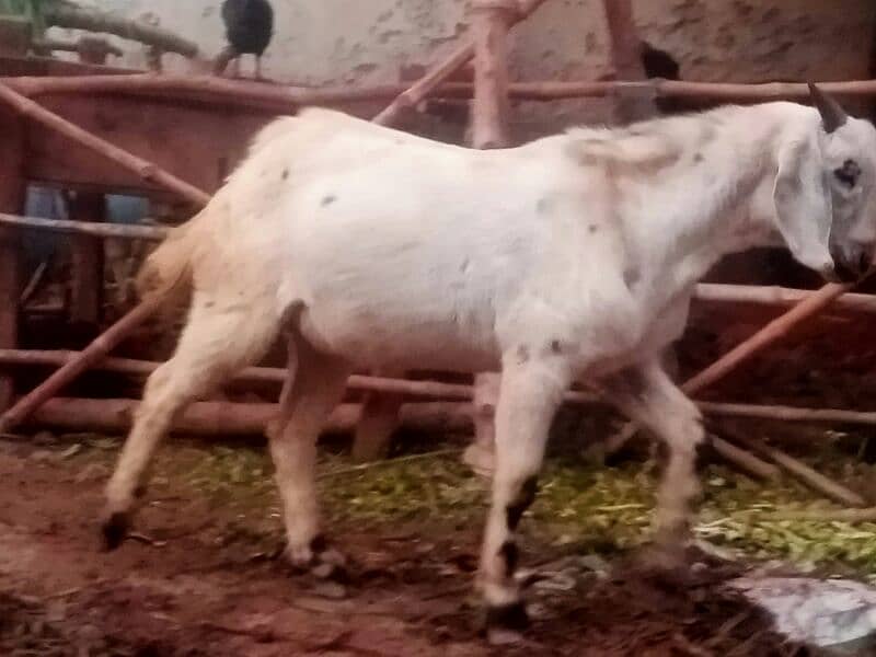 qurbani k liye bakry 9