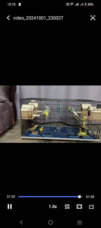 6 breeders pairs ready to eggs with butiful cage 0