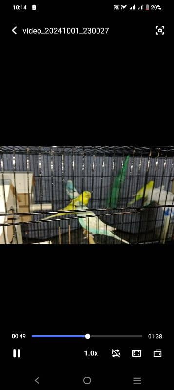 6 breeders pairs ready to eggs with butiful cage 2