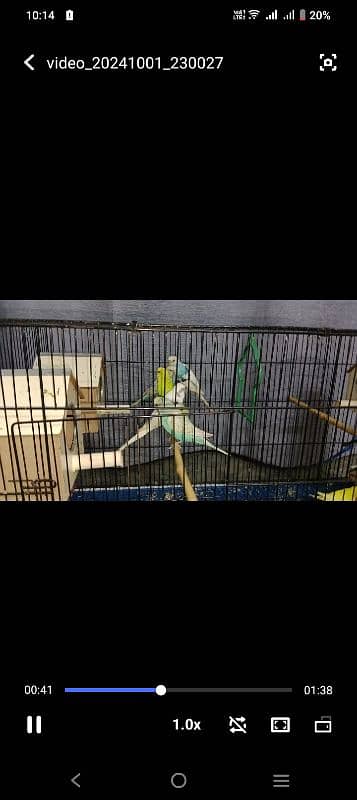 6 breeders pairs ready to eggs with butiful cage 3