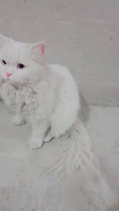 persian cat for sale