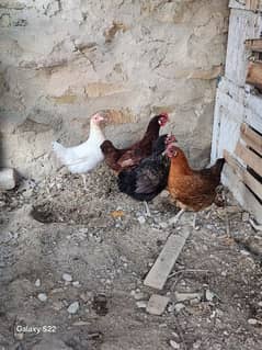 Golden mesri hens