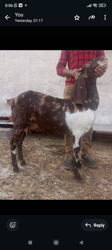 sindi goat or 1 kid female black shaira print 0