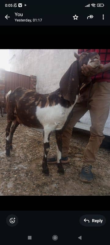 sindi goat or 1 kid female black shaira print 1