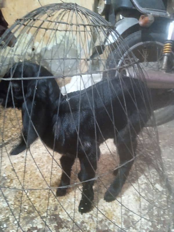 sindi goat or 1 kid female black shaira print 3