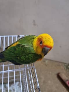 fullytamed/flytame sun conure