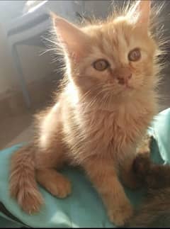 Adorable Persian Kitten Up For Adoption