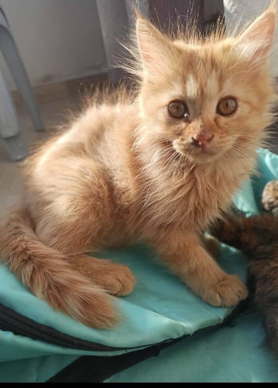 Adorable Persian Kitten Up For Adoption 1