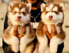 husky puppies