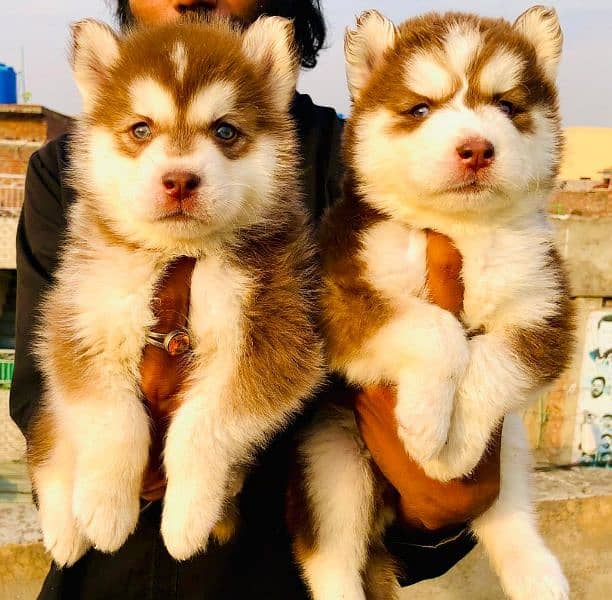 husky puppies 1