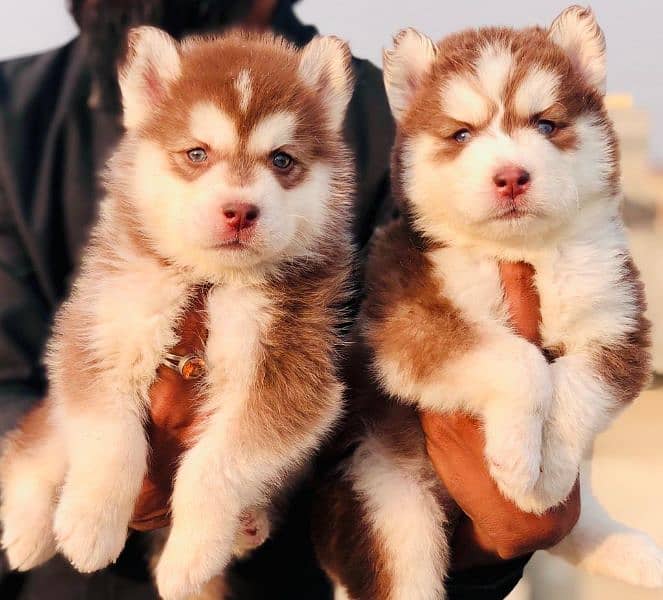 husky puppies 2