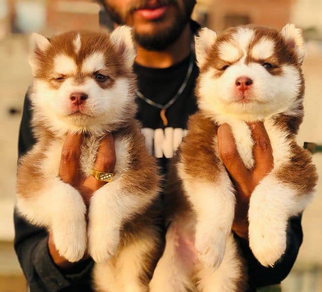 husky puppies 3