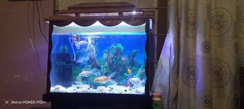 Aquarium and Fish 1