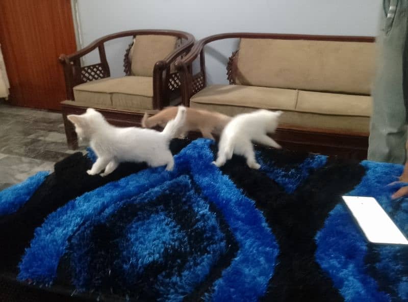 Persian cats for sale 5