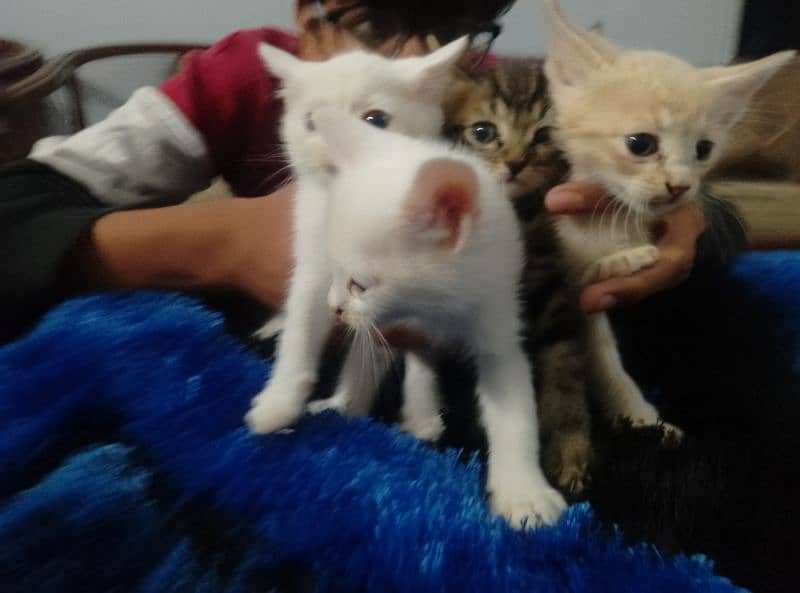 Persian cats for sale 7