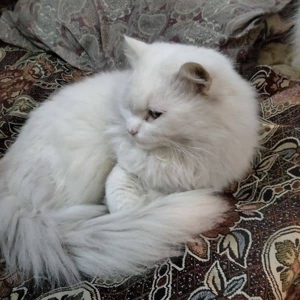 Himalayan and Persian Pair 11