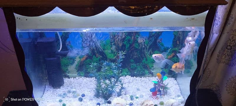 Fish with aquarium 0