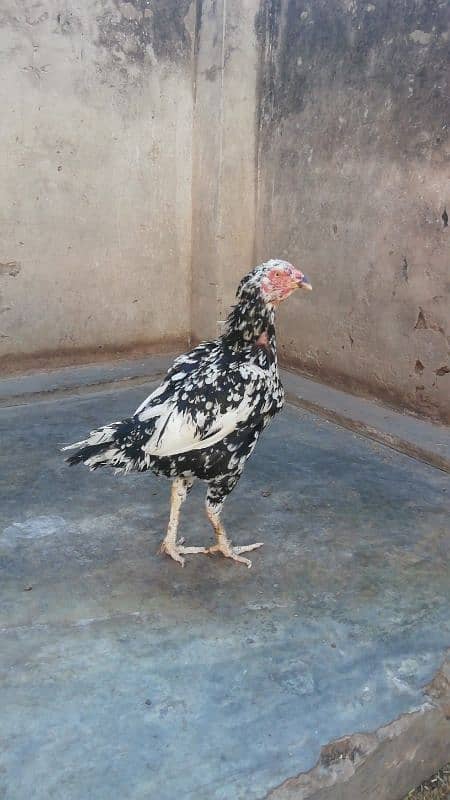 Aseel murga fully active 2 years old and 2 hens for sale 0