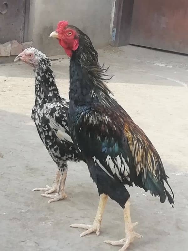 Aseel murga fully active 2 years old and 2 hens for sale 2