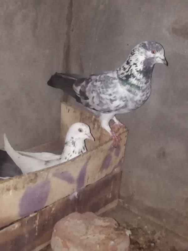 Aseel murga fully active 2 years old and 2 hens for sale 6