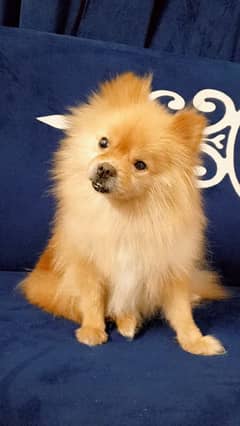 Pomeranian female