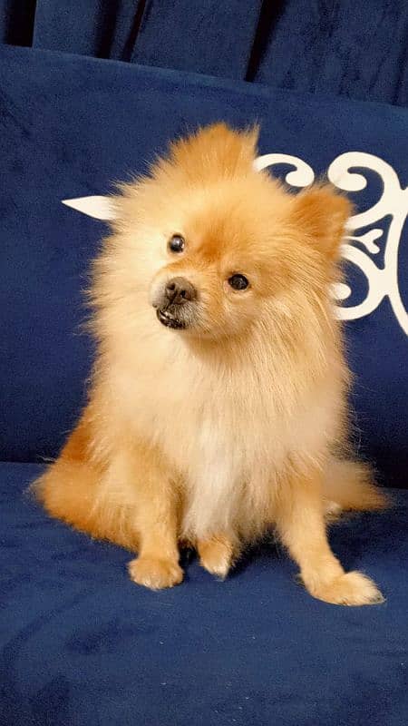 Pomeranian female 0