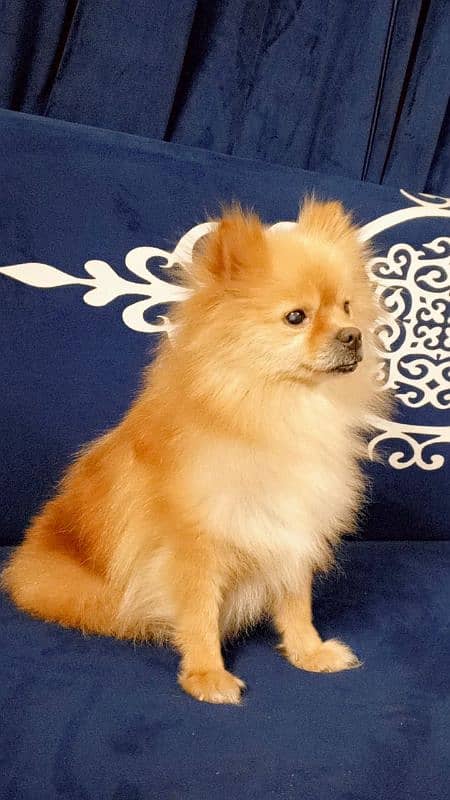 Pomeranian female 1