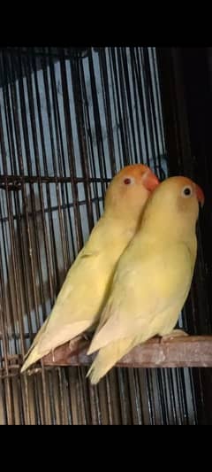 Creamino, Decino,Albino Red Eyes,Parblue Opline Pale Fallow Lovebirds