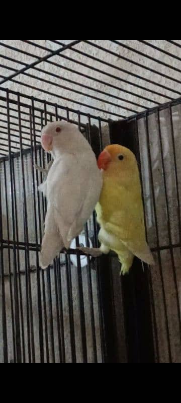 Creamino, Decino,Albino Red Eyes,Parblue Opline Pale Fallow Lovebirds 1