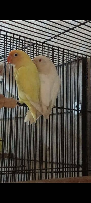 Creamino, Decino,Albino Red Eyes,Parblue Opline Pale Fallow Lovebirds 4