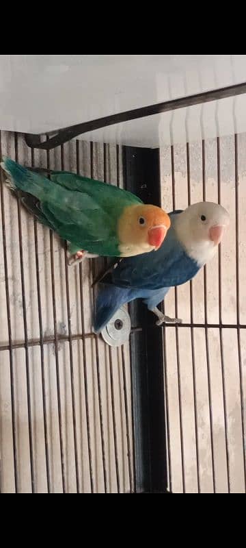 Creamino, Decino,Albino Red Eyes,Parblue Opline Pale Fallow Lovebirds 5