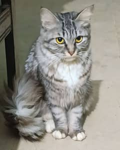 cat persian