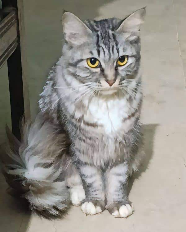 cat persian 0