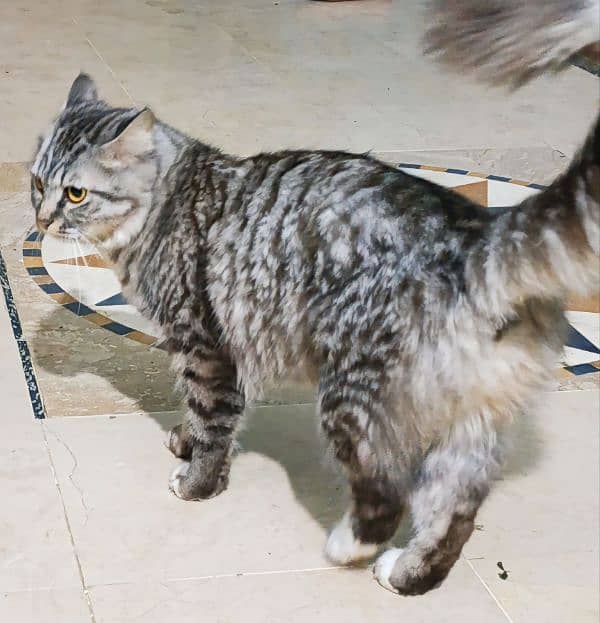 cat persian 1