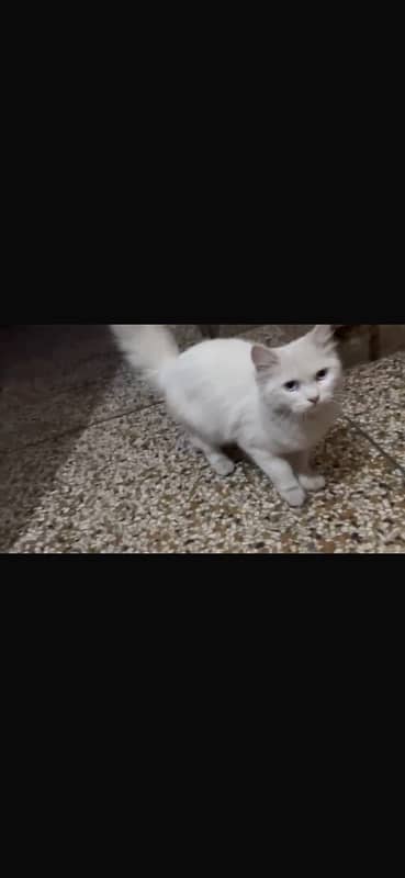 persian cat 3