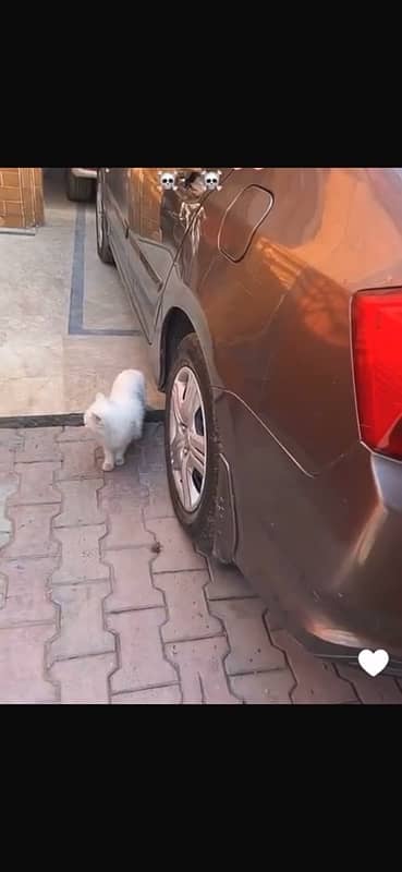 persian cat 4