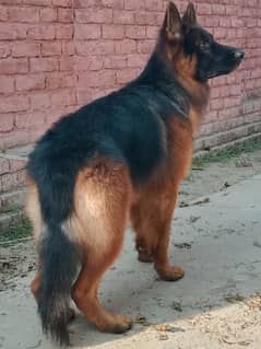 Pedigree male for stud only