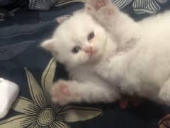 persian kittens for sale