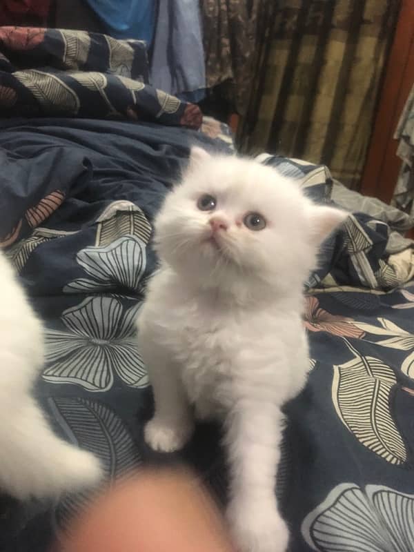 persian kittens for sale 1