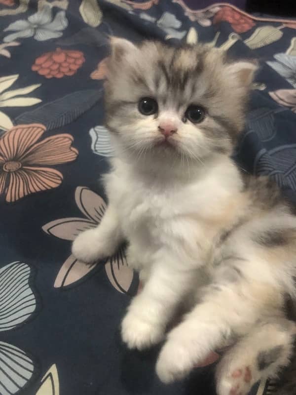 persian kittens for sale 2