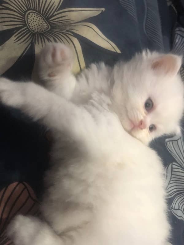 persian kittens for sale 3