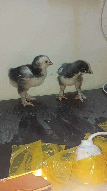 Saleta Aseel, Blue brahma chicks, Mushka aseel 2