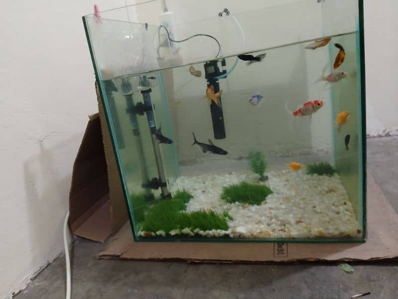 fish's and aquarium for sale aquarium size 2×2 1