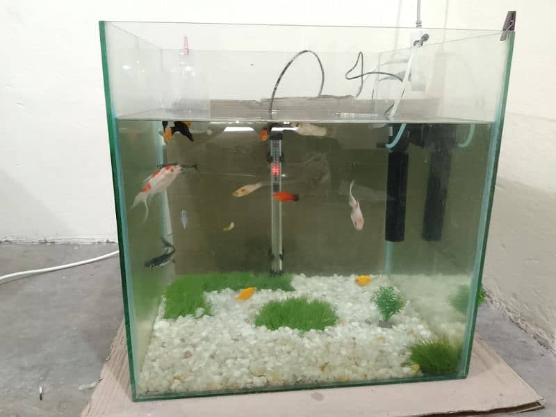 fish's and aquarium for sale aquarium size 2×2 2